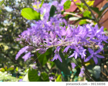 Blossom purple flower of Sandpaper vine, Queens Wreath, Purple Wreath, Petrea volubilis L. 99138098