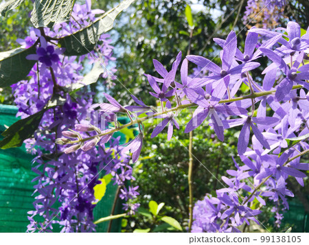 Blossom purple flower of Sandpaper vine, Queens Wreath, Purple Wreath, Petrea volubilis L. Blossom purple flower of Sandpaper vine, Queens Wreath, Purple Wreath, Petrea volubilis L. 99138105