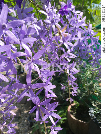 Blossom purple flower of Sandpaper vine, Queens Wreath, Purple Wreath, Petrea volubilis L. 99138114
