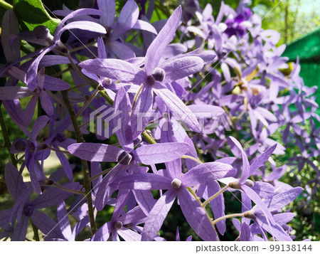 Blossom purple flower of Sandpaper vine, Queens Wreath, Purple Wreath, Petrea volubilis L. 99138144