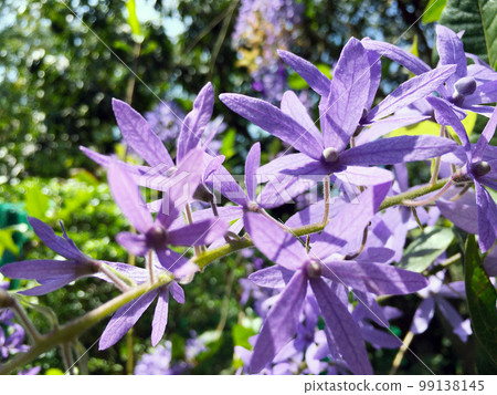 Blossom purple flower of Sandpaper vine, Queens Wreath, Purple Wreath, Petrea volubilis L. 99138145