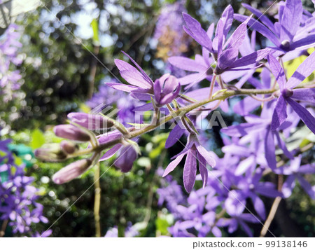 Blossom purple flower of Sandpaper vine, Queens Wreath, Purple Wreath, Petrea volubilis L. Blossom purple flower of Sandpaper vine, Queens Wreath, Purple Wreath, Petrea volubilis L. 99138146