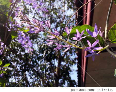 Blossom purple flower of Sandpaper vine, Queens Wreath, Purple Wreath, Petrea volubilis L. 99138149