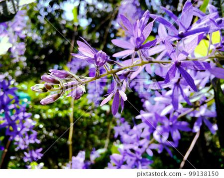 Blossom purple flower of Sandpaper vine, Queens Wreath, Purple Wreath, Petrea volubilis L. 99138150