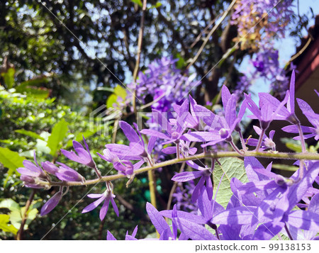 Blossom purple flower of Sandpaper vine, Queens Wreath, Purple Wreath, Petrea volubilis L. Blossom purple flower of Sandpaper vine, Queens Wreath, Purple Wreath, Petrea volubilis L. 99138153