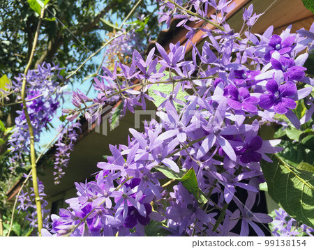 Blossom purple flower of Sandpaper vine, Queens Wreath, Purple Wreath, Petrea volubilis L. 99138154