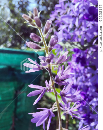 Blossom purple flower of Sandpaper vine, Queens Wreath, Purple Wreath, Petrea volubilis L. Blossom purple flower of Sandpaper vine, Queens Wreath, Purple Wreath, Petrea volubilis L. 99138155
