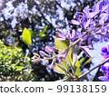 Blossom purple flower of Sandpaper vine, Queens Wreath, Purple Wreath, Petrea volubilis L. 99138159