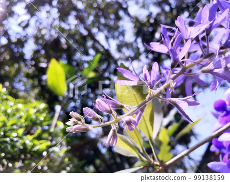 Blossom purple flower of Sandpaper vine, Queens Wreath, Purple Wreath, Petrea volubilis L. Blossom purple flower of Sandpaper vine, Queens Wreath, Purple Wreath, Petrea volubilis L. 99138159
