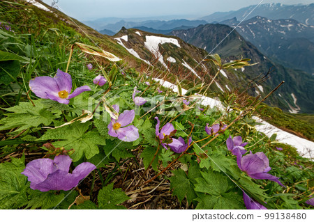 從盛開的谷川山脊線看到的上越山脈與殘雪接壤 從盛開的谷川山脊線看到的上越山脈與殘雪接壤 99138480