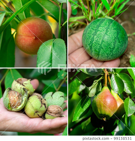 Harvest collage peaches, watermelons, walnuts, pears collage. Square format Harvest collage peaches, watermelons, walnuts, pears collage. Square format 99138531