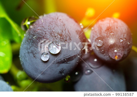 Juicy grapes close-up macro with drops of water. Sweet summer dessert. Selective focus Juicy grapes close-up macro with drops of water. Sweet summer dessert. Selective focus 99138587