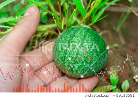 Watermelon cultivation, summer, agricultural watermelon field. Graphs of investing in fruits, buying fruits 99138591