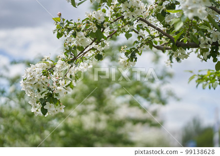 Branches of a blooming apple tree against a background of white clouds. White flowers on a tree. Petals, pistils, stamens, buds and leaves. With a space to copy. High quality photo Branches of a blooming apple tree against a background of white clouds. White flowers on a tree. Petals, pistils, stamens, buds and leaves. With a space to copy. High quality photo 99138628
