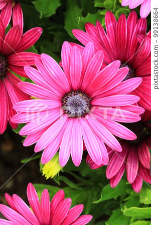 Beautiful cape marguerite flower blooming 99138664