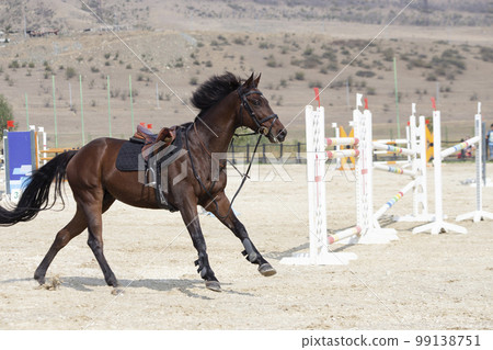 Thoroughbred bay horse gallops saddled on the hippodrome Thoroughbred bay horse gallops saddled on the hippodrome 99138751