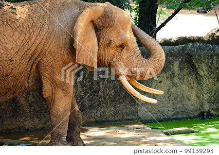 African elephants in Yagiyama Zoological Park, Sendai City, Miyagi Prefecture African elephants in Yagiyama Zoological Park, Sendai City, Miyagi Prefecture 99139293