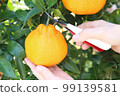 Picking up a yellow decopon with scissors with a hand Close-up 99139581