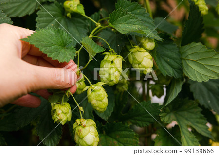 Farming and agriculture concept. Woman farm worker hand picking green fresh ripe organic hop cones for making beer and bread. Fresh hops for brewing production. Hop plant growing in garden or farm 99139666