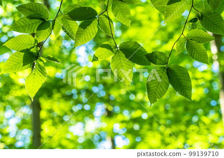 Fresh green and eco image Fresh green and eco image 99139710