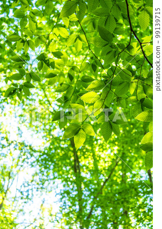 Fresh green and eco image 99139715