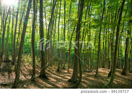 新鮮的綠色和生態形象 99139727