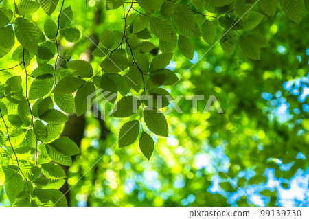 Fresh green and eco image 99139730