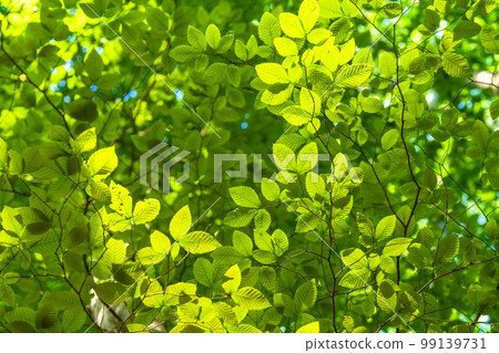 Fresh green and eco image 99139731