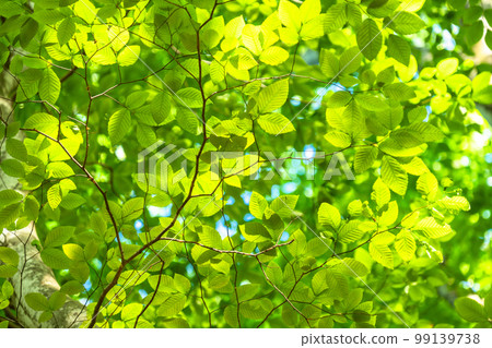 Fresh green and eco image Fresh green and eco image 99139738