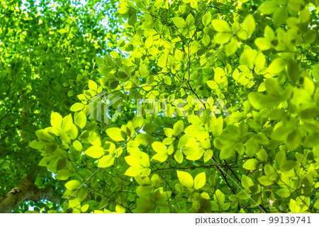 Fresh green and eco image 99139741