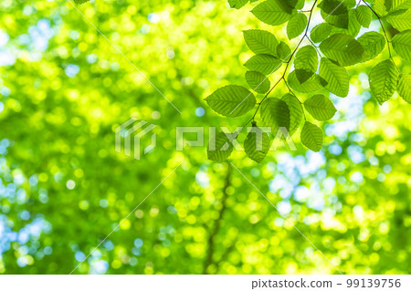 新鮮的綠色和生態形象 99139756