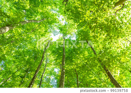Fresh green and eco image Fresh green and eco image 99139758