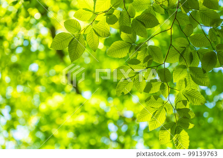 Fresh green and eco image 99139763