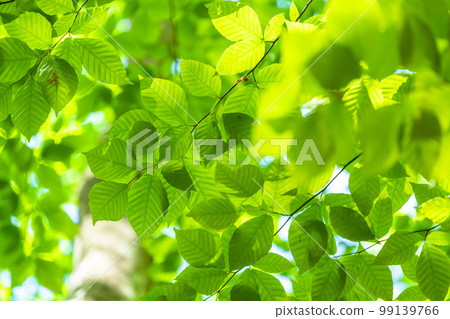 Fresh green and eco image 99139766