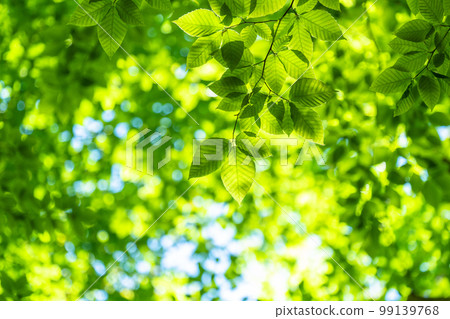 Fresh green and eco image 99139768