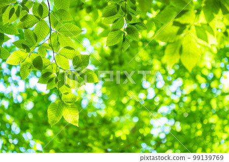 新鮮的綠色和生態形象 新鮮的綠色和生態形象 99139769