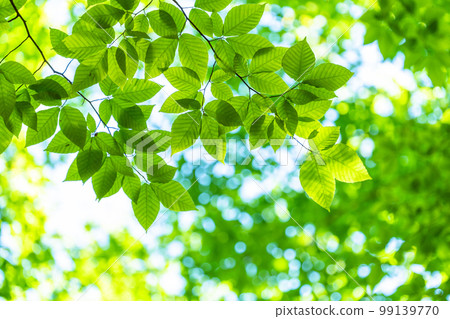 新鮮的綠色和生態形象 新鮮的綠色和生態形象 99139770