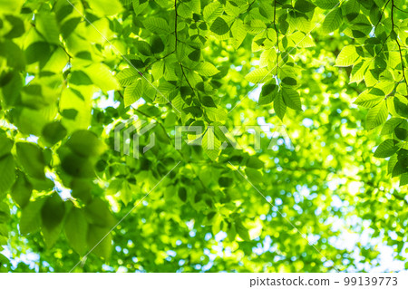 Fresh green and eco image Fresh green and eco image 99139773