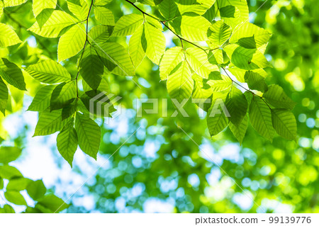 新鮮的綠色和生態形象 99139776