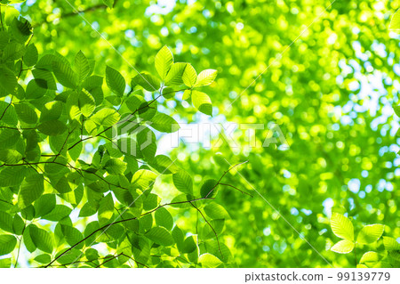 新鮮的綠色和生態形象 99139779