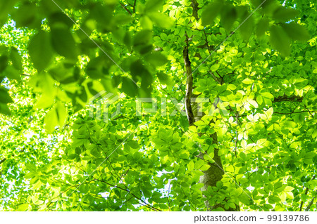 Fresh green and eco image 99139786