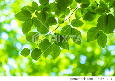 Fresh green and eco image 99139794