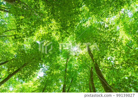 Fresh green and eco image Fresh green and eco image 99139827