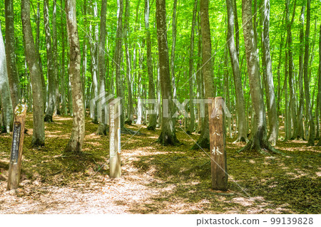 Fresh green and eco image 99139828