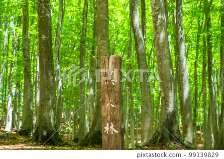 Fresh green and eco image Fresh green and eco image 99139829