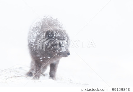 Close up of an Arctic fox in the falling snow 99139848