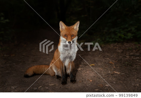 Close up of a Red fox in a forest at night 99139849