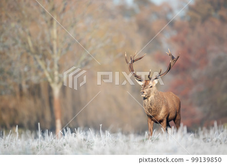 Close up of a Red deer stag in winter Close up of a Red deer stag in winter 99139850