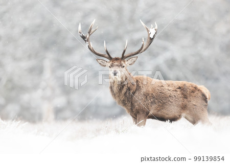Portrait of a Red deer stag in winter 99139854