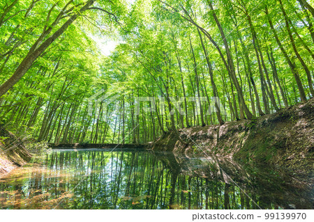 新鮮的綠色和生態形象 99139970